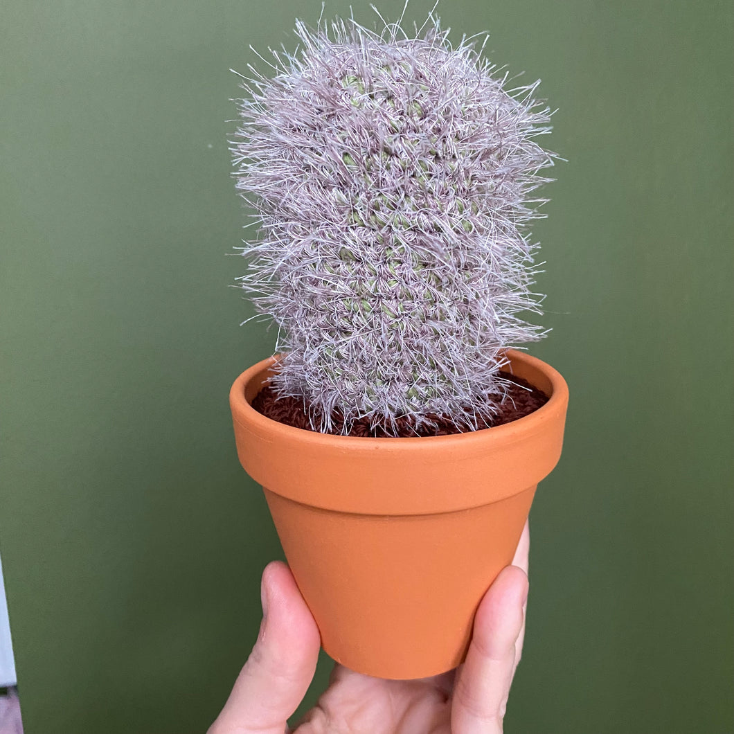 Cactus - Large