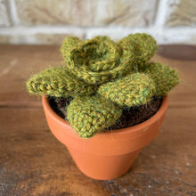 Load image into Gallery viewer, Succulent - Medium
